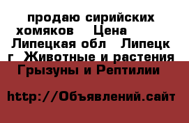 продаю сирийских хомяков  › Цена ­ 100 - Липецкая обл., Липецк г. Животные и растения » Грызуны и Рептилии   
